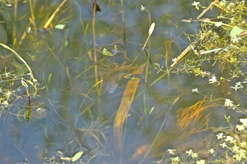 Weiblicher Kammmolch (Triturus cristatus) bei der Eiablage