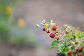 Red and unripe wild strawberry on a bush