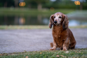 Cute dachshund sitting in garden. 