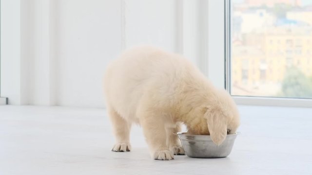Funny puppy hungrily eating from bowl indoors