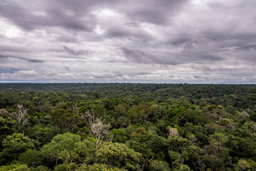 Floresta Amaz&ocirc;nica, Arvores na reserva florestal, uma floresta prim&aacute;ria na zona leste da cidade de Manaus, Estado do Amazonas, Brasil.. Dezembro/2019