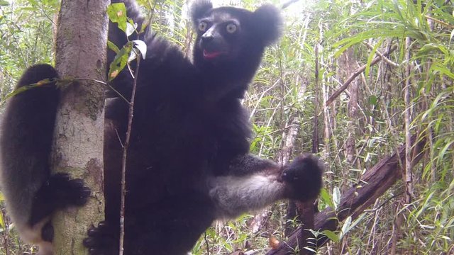 Beautiful image of the Indri lemur (Indri Indri) sitting on tree in Madagascar