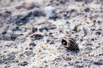 Coquillage au bord de la mer
