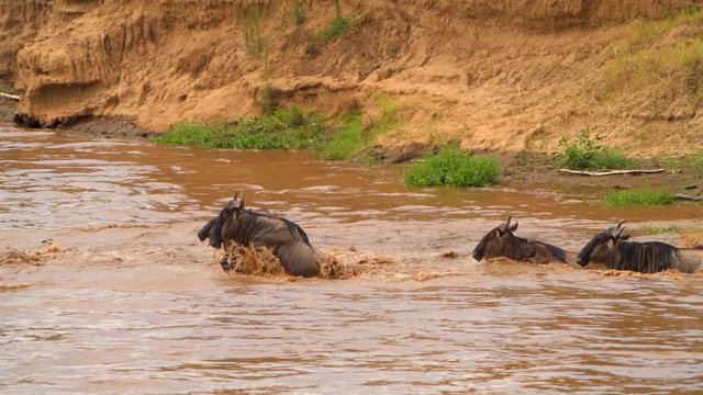 wildebeest migration crossing river in masaimara national reserve animals jumping in  water