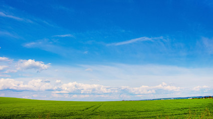 Field with green grass and blue sky with light clouds_