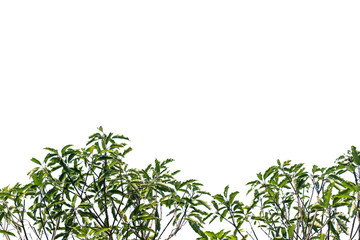 Nature tree leaf with isolated copy space