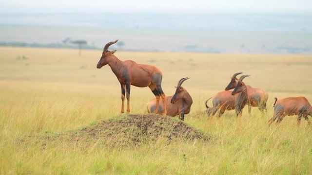 topi in masai mara national reserve closeup shot in grass land