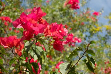 Obraz na płótnie Canvas red bougainvillea flowers