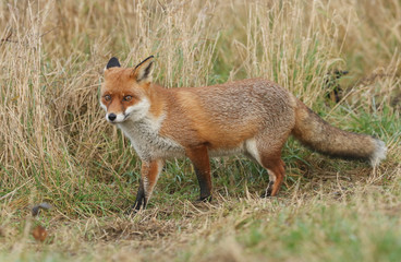 A magnificent hunting wild Red Fox, Vulpes vulpes, walking along the edge of a field.