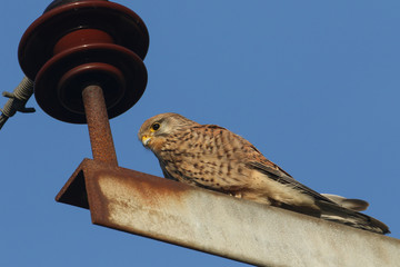 A hunting Kestrel, Falco tinnunculus, perching on a pylon against a blue sky.