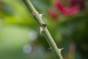 The thorns of a rose plant are always ignored and they have a beauty of their own
