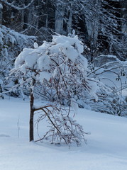 Single snow covered tree