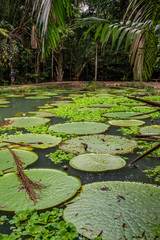 Vitória Régia, planta aquática  típica da região amazônica. Manaus, Amazonas. Dezembro 2019