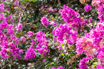 pink bougainvillea flowers