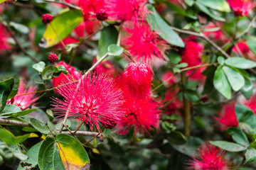 red powderpuff flowers