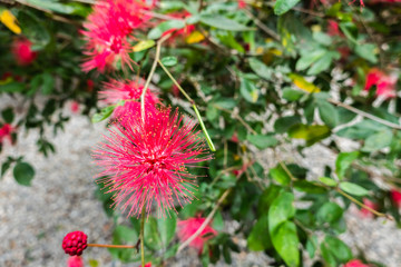 red powderpuff flowers