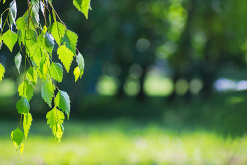 Birch branch with green leaves in forest on blurred background in sunny weather_
