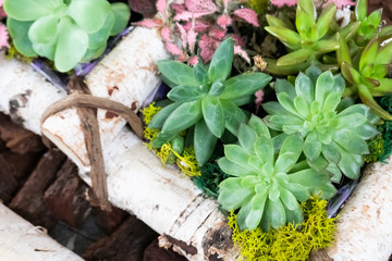 various fresh cactus