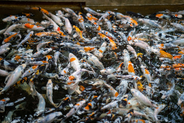 Carp koi fishes in fish tank.