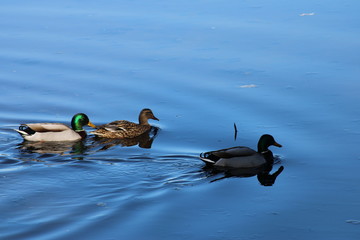 Wild Ducks swimming in a lake