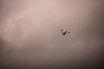 Great egret flying in the clouds