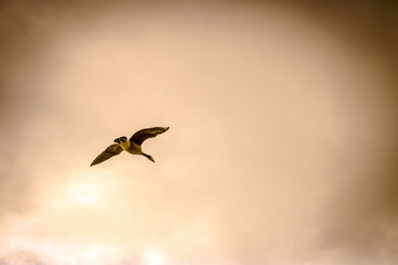 Canadian goose flying in the evening