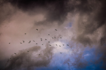Northern lapwings flying in group