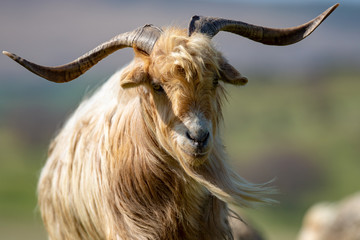 Big brown goat with big horn