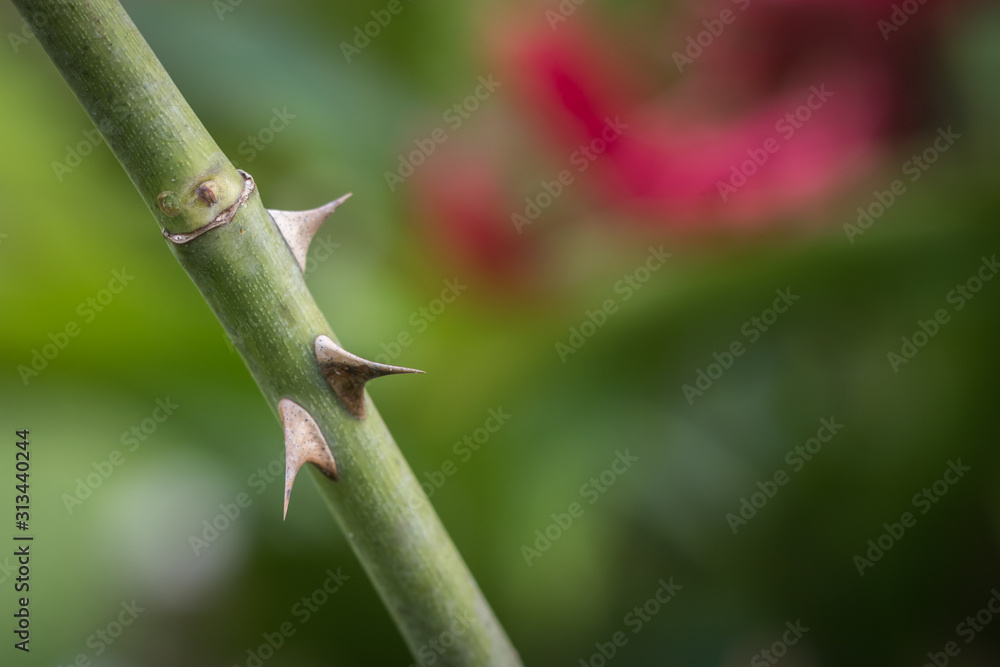Wall mural thorns in a rose are always ignored but they do have a purpose