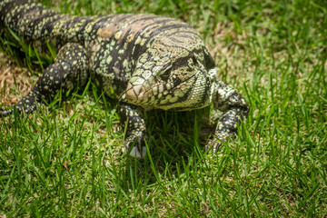 Brazilian Big Lizard know as Teiu at field walking on the grass.