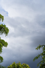 tree branches against cloudy sky.