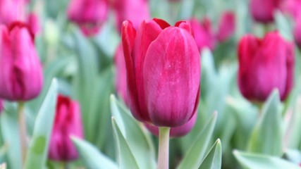 Tulip fields in beautiful flower events in Chiang Rai Province, Thailand