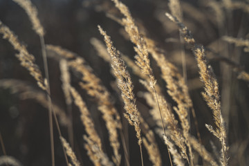 Obraz premium Pflanzen im Herbst und Sonne