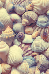 Sea shells background. Seashells background. 