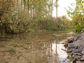 Petite rivière aux eaux claires dans le Ternois - Pas-de-Calais - France