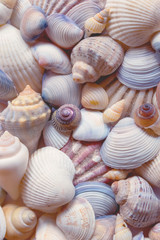 Sea shells background. Seashells background. 