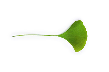 Ginkgo leaf isolated. Gingko tree plant green leaves isolated on white background, close-up