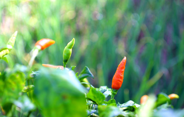 Red and green ripe chillies in plant garden with sunlight.