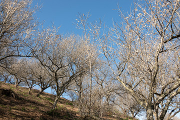 landscape of white plum blossom