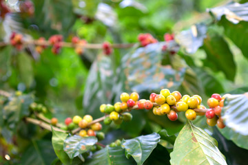 Close up fresh organic red raw and ripe coffee cherry beans on tree plantation