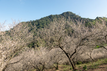 landscape of white plum blossom