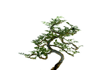 Small bonsai tree isolated on white background.