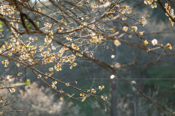 landscape of white plum blossom