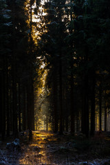 Goldener Wald