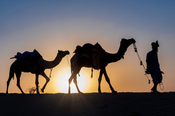 Fototapeta na wymiar Silhouette of a man walking with his camels, Thar desert, Rajasthan, India
