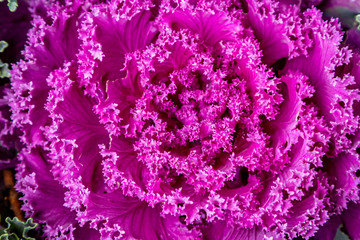A full frame photograph looking down on the leaves of an ornamental cabbage plant