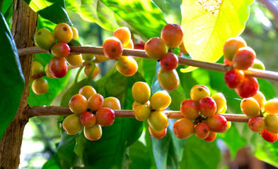 Close up fresh organic red raw and ripe coffee cherry beans on tree plantation