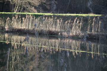 Herbes sèches se reflétant dans l'étang
