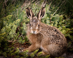 Close up of British wild rabbit with focus on eyes in a garden setting,