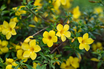 yellow flowers in the garden